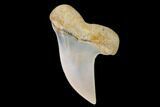Fossil Shark (Carcharodon planus) Tooth - Sharktooth Hill, CA #94673-1